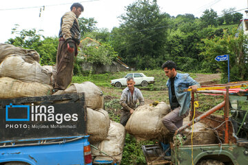 Tea harvesting in Gilan and Mazandaran Provinces