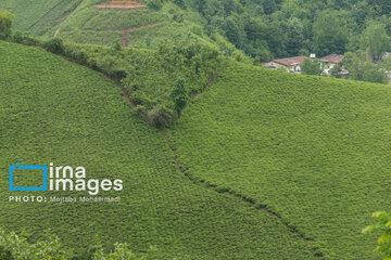 Tea harvesting in Gilan and Mazandaran Provinces