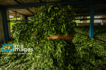 Tea harvesting in Gilan and Mazandaran Provinces