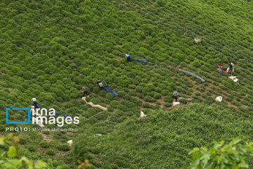 Tea harvesting in Gilan and Mazandaran Provinces