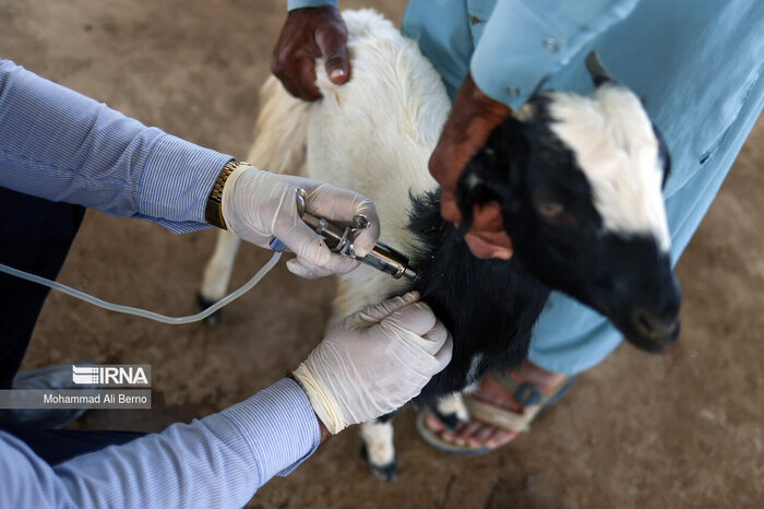 تزریق ۲۱۰ هزار دز واکسن تب برفکی در البرز