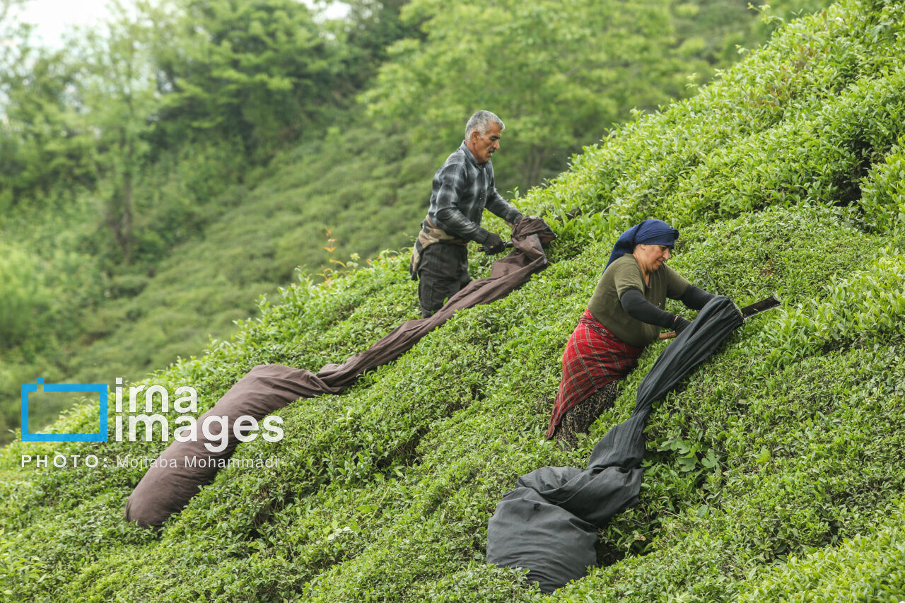 Tea harvesting in Gilan and Mazandaran Provinces