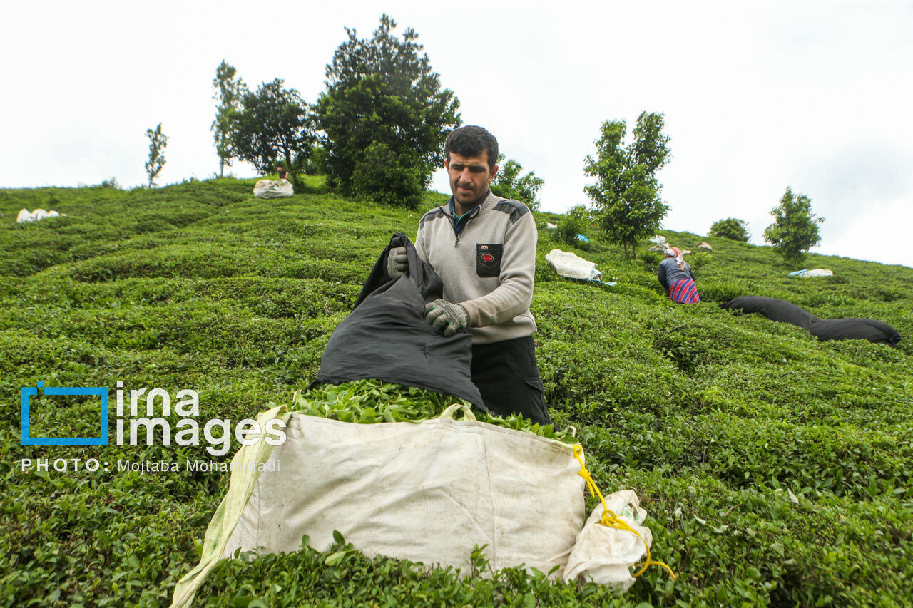 Tea harvesting in Gilan and Mazandaran Provinces