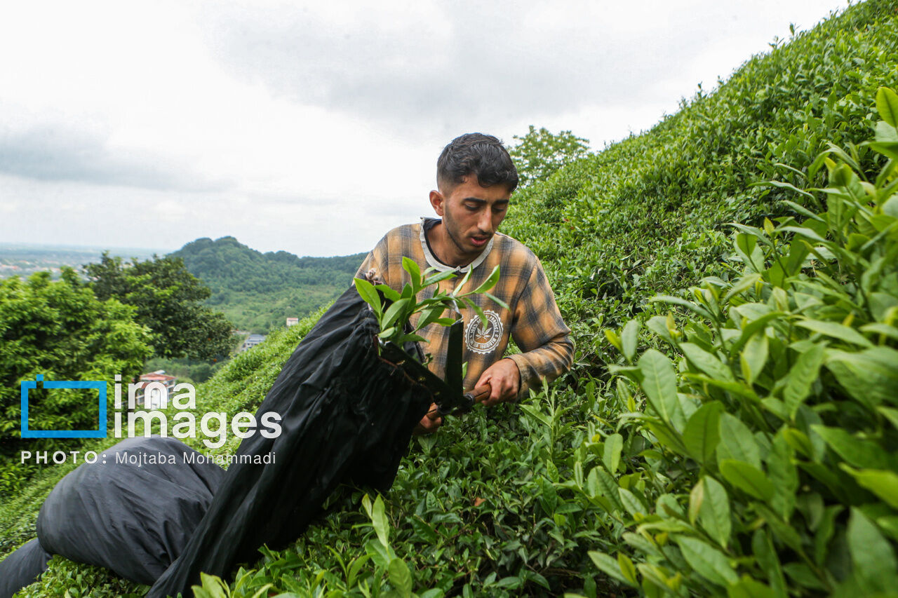 Tea harvesting in Gilan and Mazandaran Provinces