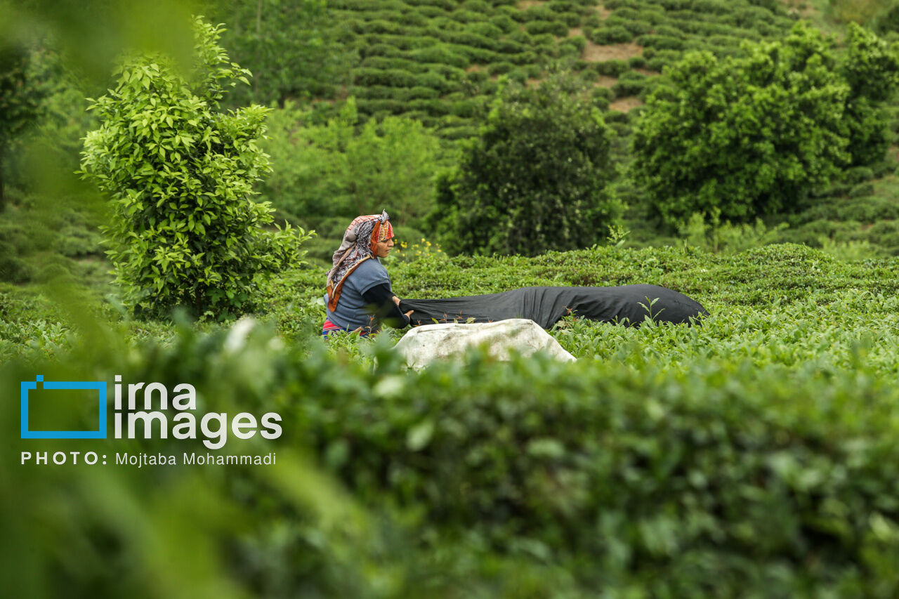 Gilan Tea Tea harvesting in Gilan and Mazandaran Provinces