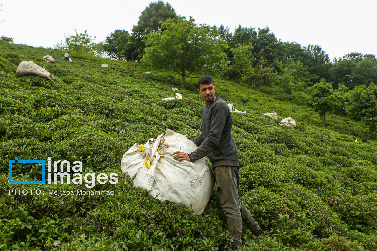 Tea harvesting in Gilan and Mazandaran Provinces
