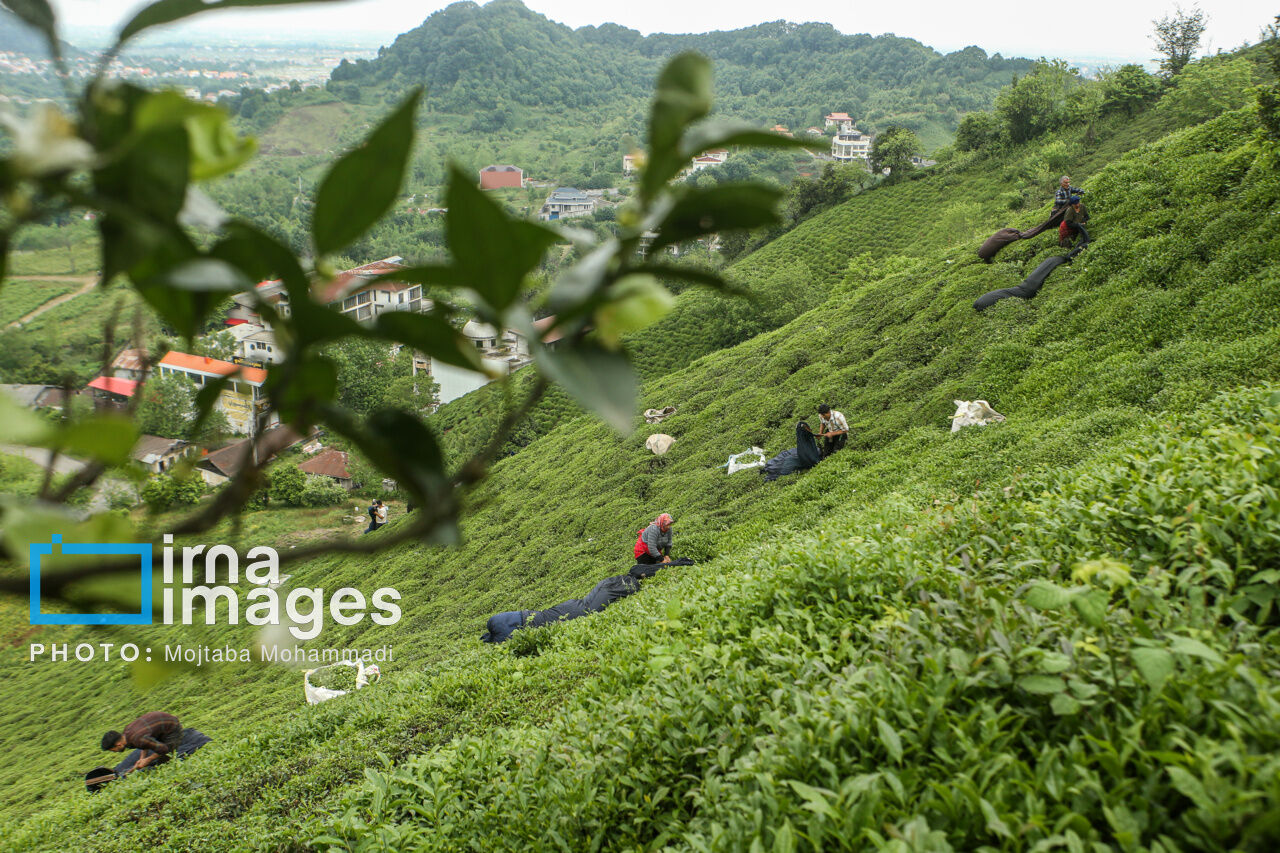Tea harvesting in Gilan and Mazandaran Provinces