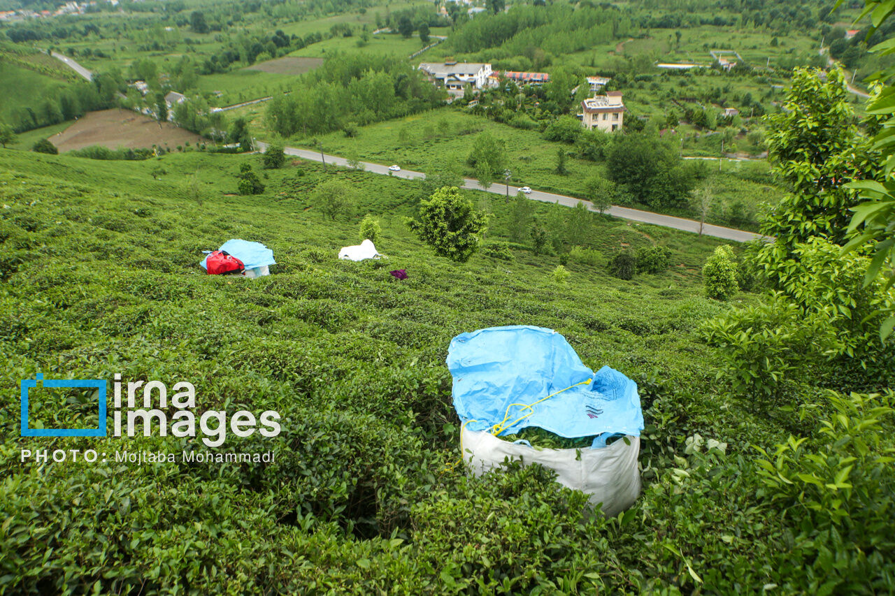 Tea harvesting in Gilan and Mazandaran Provinces