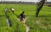 کشت شلتوک (برنج) در حوضه‌های کرخه، دز، کارون، مارون–جراحی و زهره در خوزستان ممنوع شد