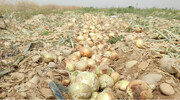 ورود بازرسی به اتلاف محصولات کشاورزی جنوب کرمان/تولید در اسارت مافیای واردات و دلالی است