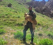 بزغاله وحشی به زیستگاه خود در طالقان بازگشت