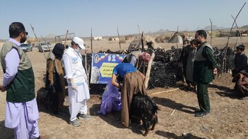 ۱۱۴ هزار راس دام در خاش واکسینه شدند