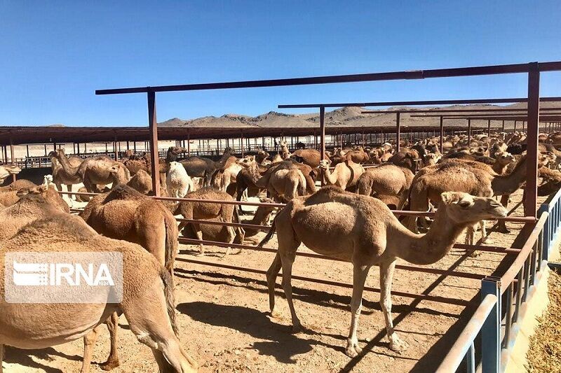 پرورش شتر در سیستان و بلوچستان، فرصتی برای اشتغالزایی و رونق اقتصادی