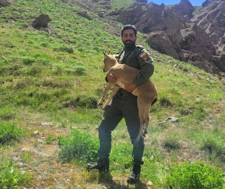 بزغاله وحشی به زیستگاه خود در طالقان بازگشت