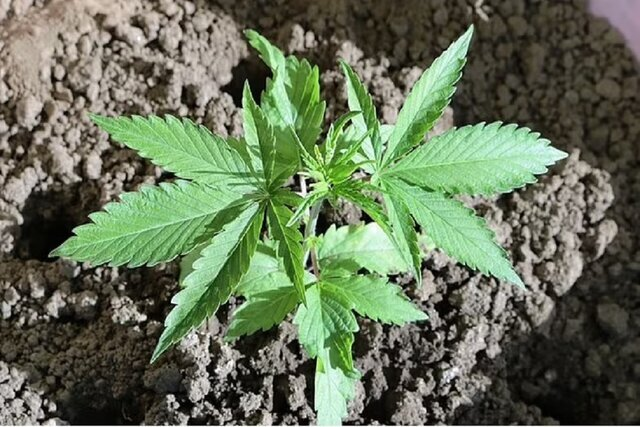 هشدار به خانوادهها و نسل جوان/ این گیاهان مخدرند