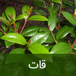 هشدار به خانوادهها و نسل جوان/ این گیاهان مخدرند