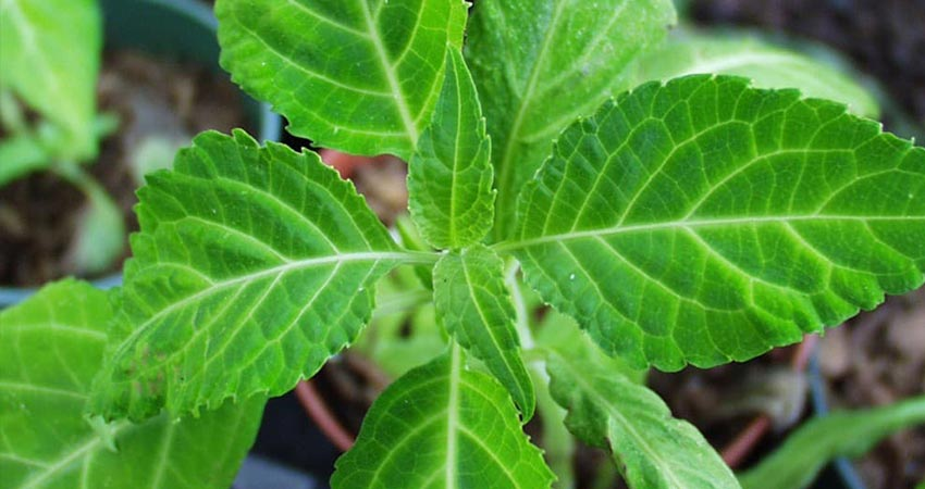 هشدار به خانوادهها و نسل جوان/ این گیاهان مخدرند