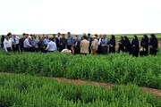 کشاورزان دیم‌کار مغان با آخرین یافته‌های کشاورزی علمی آشنا شدند