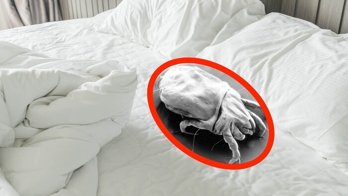 ملحفه‌ها و بالش‌ها را هر چند وقت یکبار بشوییم؟