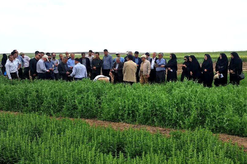 راه‌اندازی ۱۵ مزرعه الگویی در مزارع دیم طرح جهش تولید استان اردبیل