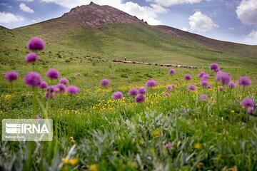 مدیرکل منابع‌طبیعی همدان: مراتع، سرمایه ای سبز برای پیشگیری از گرد و غبار است