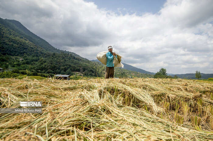 شالیکاری در مازندران و امید برای قیمت واقعی برنج نو