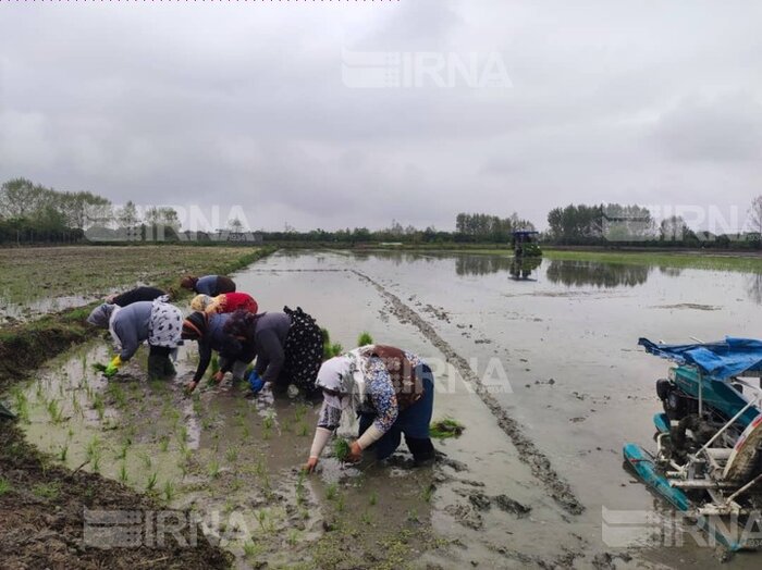 شالیکاری در مازندران و امید برای قیمت واقعی برنج نو