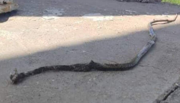 تولید ترس کاذب در انسان از حیوانات