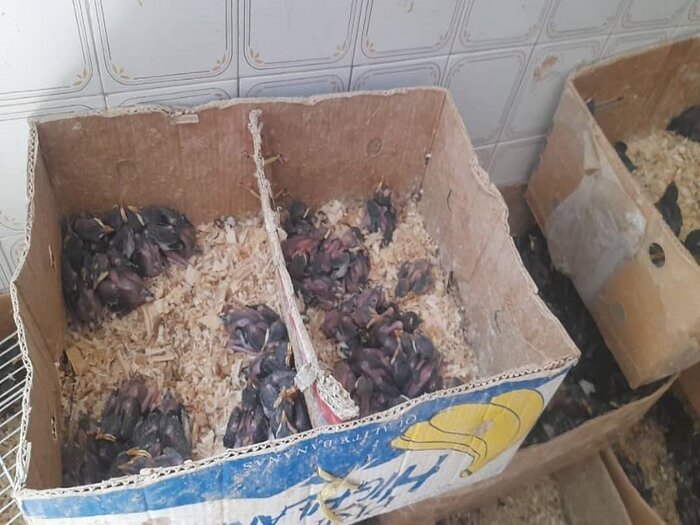 سه هزار و ۶۰۰ جوجه مینا از یک منزل در نیشابور کشف شد