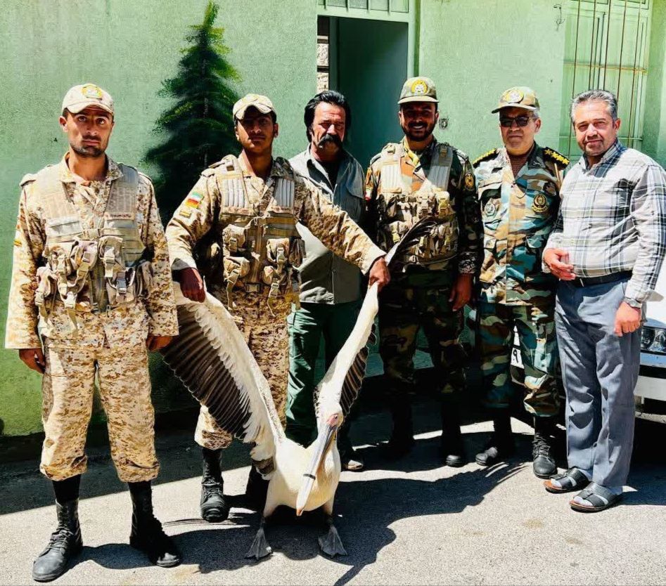 «پلیکان سفید» به محیط زیست تایباد تحویل داده شد
