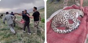 پلنگ زخمی ایرانی در البرز تحت درمان قرار گرفت