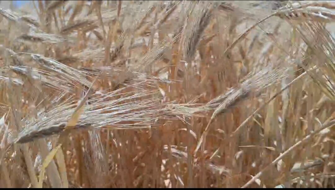 فیلم| جشنواره &quot;خوشه طلایی&quot; روستای دودهک دلیجان