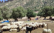 داغ تخریب و توسعه بر تن نحیف مراتع ایلام