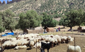 داغ تخریب و توسعه بر تن نحیف مراتع ایلام