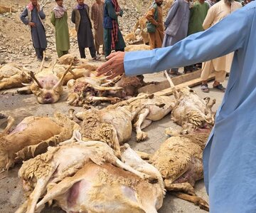 در اثر منحرف شدن یک موتر در بدخشان ۲ تن کشته و ۲۰ رأس گوسفند تلف شدند