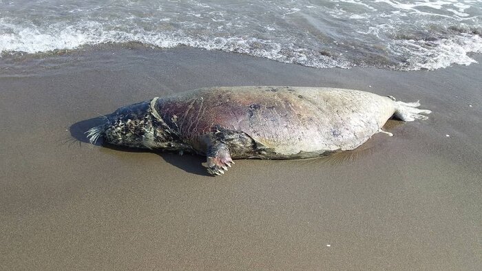 مرگ آرام فُک خزری؛ زنگ خطر تکراری برای نابودی گونههای جانوری مازندران