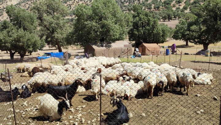 مراتع ایلام؛ زیر تیغ دو دم توسعه و تخریب
