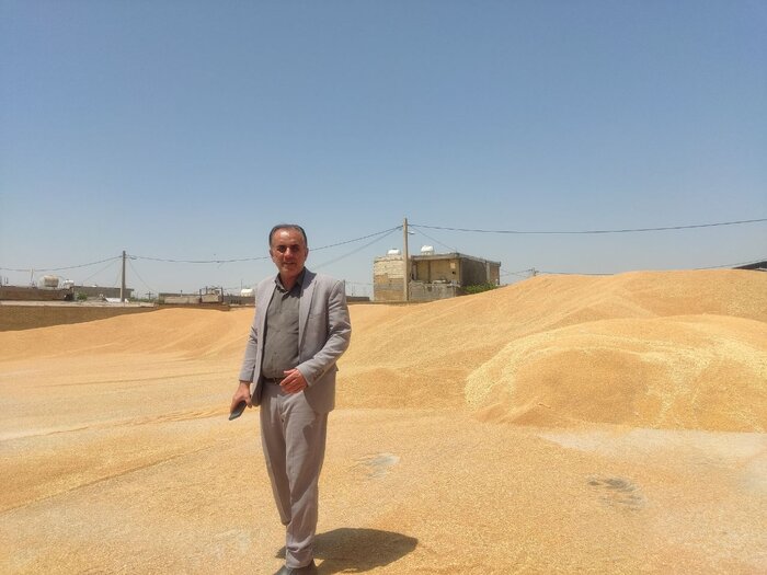۱۰هزار تن گندم در مزارع گچساران برداشت شد