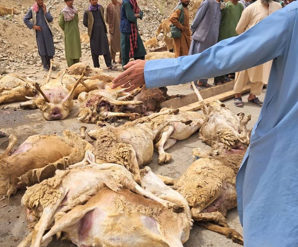 در اثر منحرف شدن یک موتر در بدخشان ۲ تن کشته و ۲۰ رأس گوسفند تلف شدند