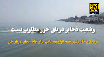 فیلم | مدیرکل شیلات مازندران: وضعیت ذخایر آبزیان دریای خزر مطلوب نیست