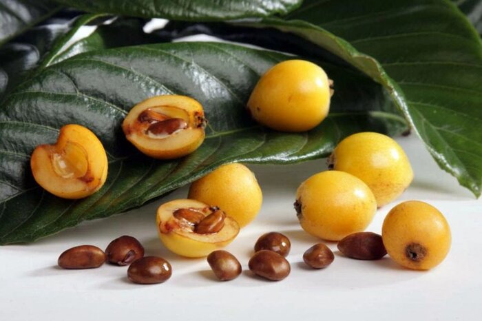 ازگیل ژاپنی ۶۰۰ میلیارد ریال برای باغداران گیلان درآمدزایی کرد