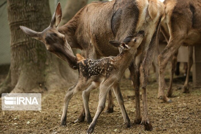 شکارچیان مرال در سوادکوه دستگیر شدند