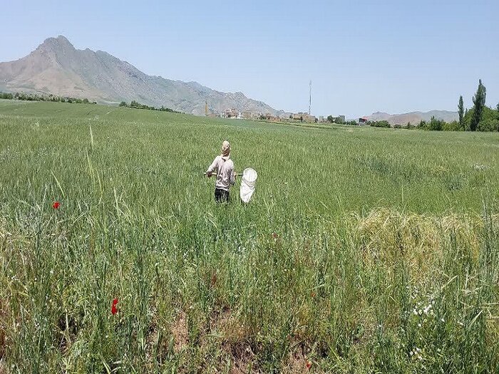 مبارزه با آفت سن در کردستان؛ عملیات مقابله‌ای در ۳۵۹ هزار هکتار +فیلم