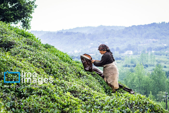 سطح زیرکشت چای در گیلان و مازندران به ۲۲ هزار هکتار رسید