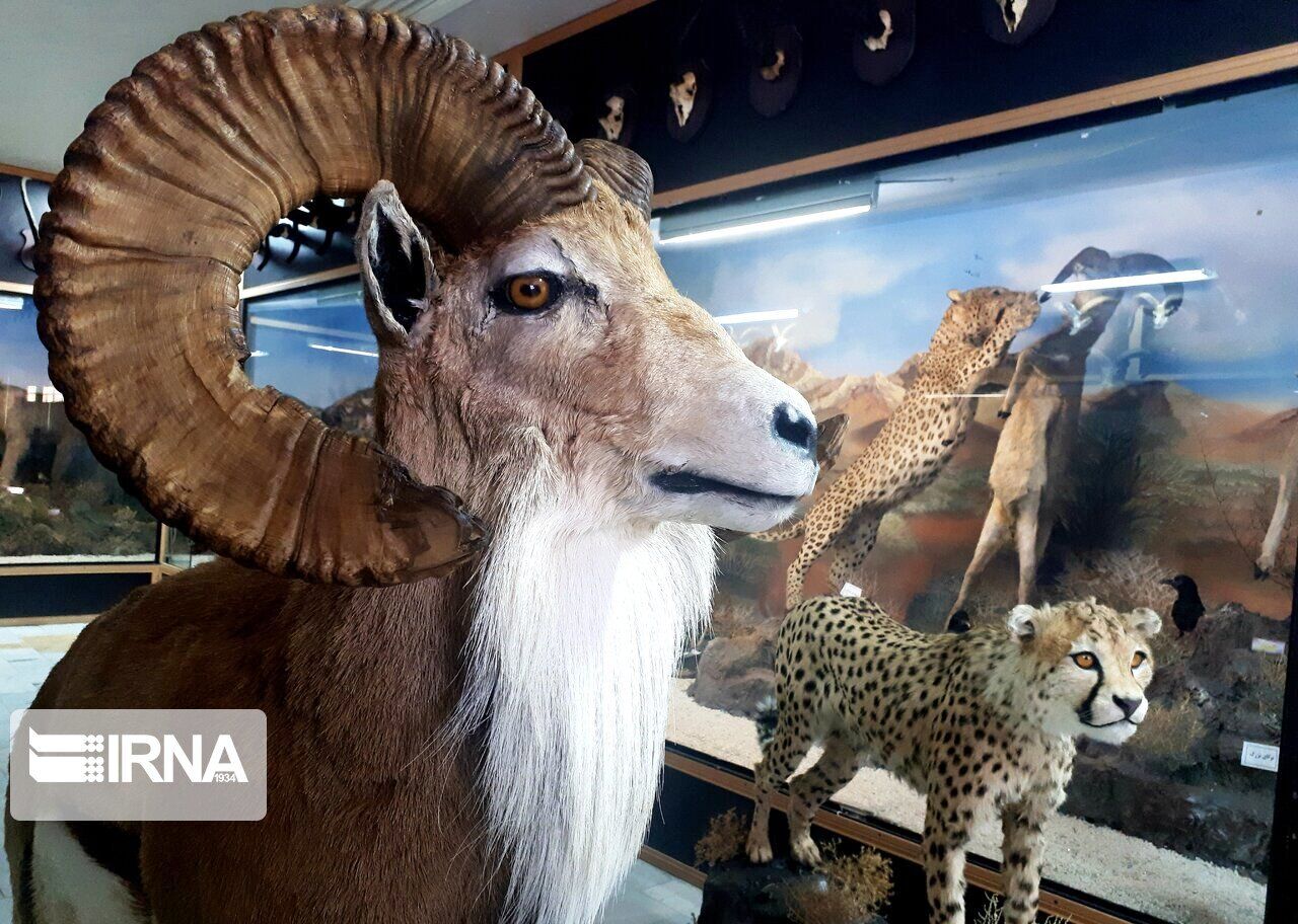 مقام‌داری «موزه تنوع زیستی سمنان» و همگرایی در حفاظت از محیط زیست