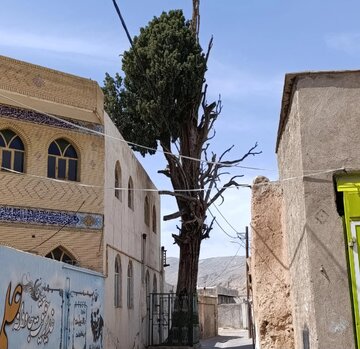 سرو مراد سروستان؛ پلاک‌گذاری نماد زنده تاریخ و فرهنگ در آغوش طبیعت