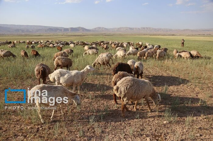 سقوط ۵۰ درصدی تولید گندم در خراسان‌شمالی؛ داس‌ها بیکار، خانواده‌ها نگران
