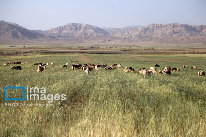 سقوط ۵۰ درصدی تولید گندم در خراسان‌شمالی؛ داس‌ها بیکار، خانواده‌ها نگران