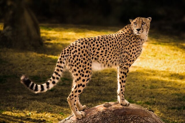 دامپزشک خارجی تصویری از سونوگرافی یوزپلنگ «ایران» ذخیره نکرد/ به متخصصان داخلی اعتماد شود