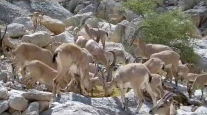 کاهش منابع آبی و گرمای شدید تنوع زیستی بوشهر را تهدید می‌کند